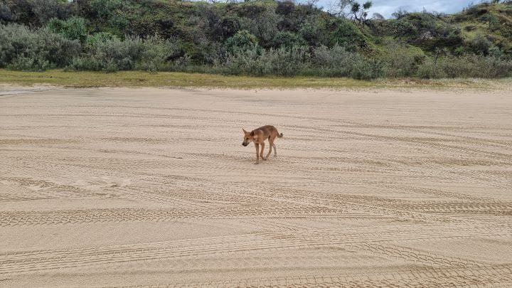 4WD Fraser Island safely